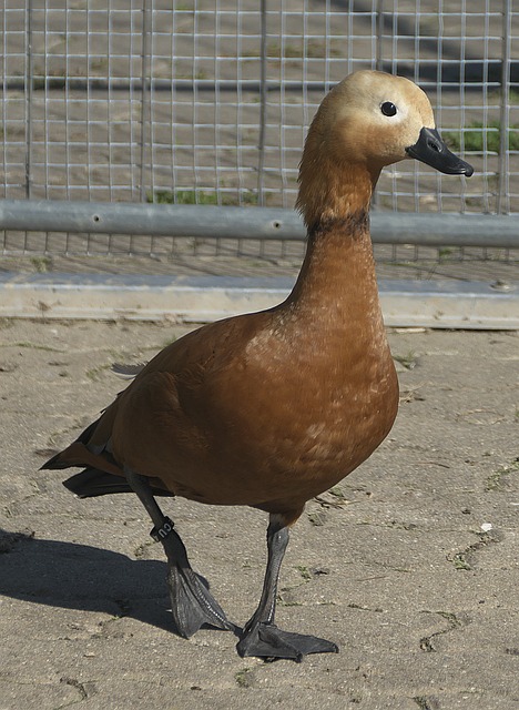 英超